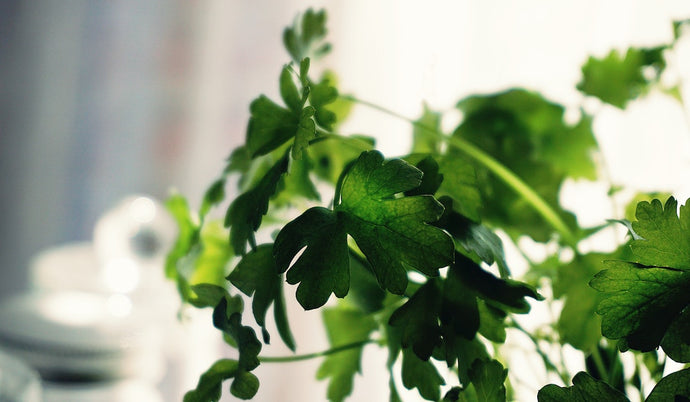 Vegan-ish: A Physician’s Journey to More Plant-Based Meals | Mexican-Inspired Refrigerator “Clean-Out”
